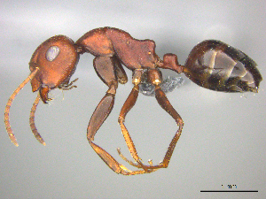  (Camponotus namacola - casent0255692)  @15 [ ] CreativeCommons - Attribution (2017) Peter Hawkes AfriBugs CC
