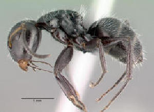  (Camponotus rufoglaucus - CASENT0066892-D01)  @13 [ ] Unspecified (default): All Rights Reserved  Unspecified Unspecified