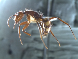  (Camponotus sp. 3 - 2009-021)  @14 [ ] Copyright (2011) Paola A. Barriga University of Arkansas