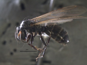  (Camponotus sp. 1 - 2009-022a)  @13 [ ] Copyright (2011) Paola A. Barriga University of Arkansas