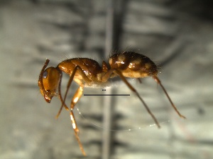  (Camponotus sp. 3 - 2009-028)  @14 [ ] Copyright (2011) Paola A. Barriga University of Arkansas