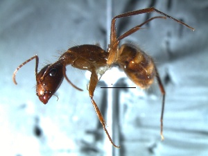 (Camponotus balzani - 2009-509)  @14 [ ] Copyright (2011) Paola A. Barriga University of Arkansas