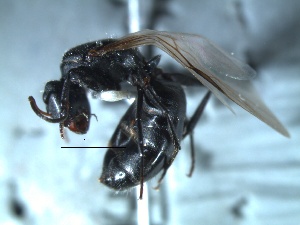  (Camponotus sp. 2 - 2010-002)  @13 [ ] Copyright (2011) Paola A. Barriga University of Arkansas