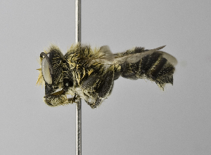  (Megachile integrella - 1407-F08)  @14 [ ] CreativeCommons - Attribution Non-Commercial Share-Alike (2010) Packer Collection at York University York University