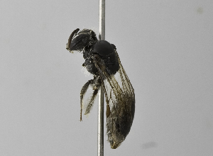  (Andrena ISR02 - 1407-G08)  @14 [ ] CreativeCommons - Attribution Non-Commercial Share-Alike (2010) Packer Collection at York University York University