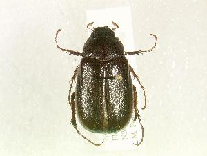  (Phyllophaga hirticula - MP1424)  @14 [ ] Unspecified (default): All Rights Reserved  Unspecified Unspecified