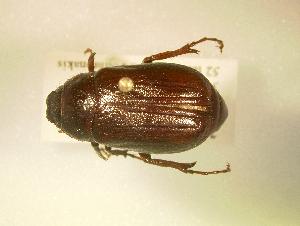  (Phyllophaga foxii - MP196)  @14 [ ] Unspecified (default): All Rights Reserved  Unspecified Unspecified