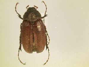 (Phyllophaga ilicis - MP292)  @13 [ ] Unspecified (default): All Rights Reserved  Unspecified Unspecified