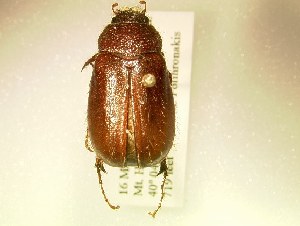  (Phyllophaga hirticula - MP622)  @14 [ ] Unspecified (default): All Rights Reserved  Unspecified Unspecified