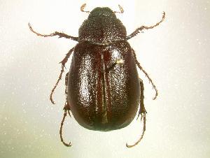  (Phyllophaga luctuosa - MP769)  @14 [ ] Unspecified (default): All Rights Reserved  Unspecified Unspecified