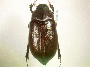  (Phyllophaga hornii - MP781)  @14 [ ] Unspecified (default): All Rights Reserved  Unspecified Unspecified