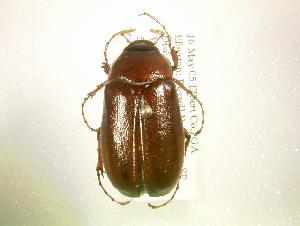  (Phyllophaga fervida - MP1098)  @13 [ ] Unspecified (default): All Rights Reserved  Unspecified Unspecified