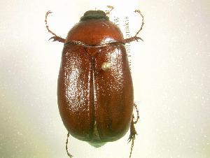  (Phyllophaga postrema - MP1147)  @14 [ ] Unspecified (default): All Rights Reserved  Unspecified Unspecified