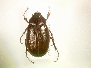  (Phyllophaga paternoi - MP1164)  @13 [ ] Unspecified (default): All Rights Reserved  Unspecified Unspecified