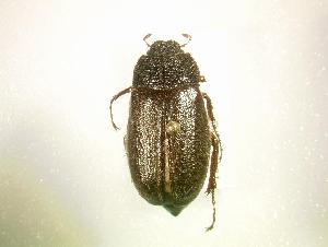  (Phyllophaga marginalis insolita - MP1229)  @12 [ ] Unspecified (default): All Rights Reserved  Unspecified Unspecified