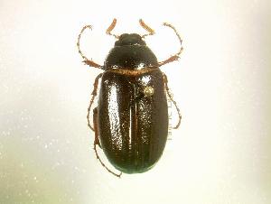  (Phyllophaga spreta - MP1350)  @13 [ ] Unspecified (default): All Rights Reserved  Unspecified Unspecified