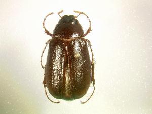 (Phyllophaga pearliae - MP1366)  @14 [ ] Unspecified (default): All Rights Reserved  Unspecified Unspecified