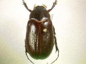  (Phyllophaga hornii - MP779)  @14 [ ] Unspecified (default): All Rights Reserved  Unspecified Unspecified