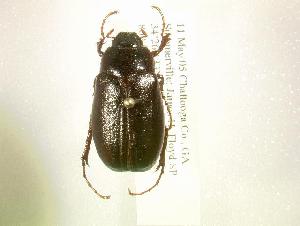  (Phyllophaga paternoi - MP854)  @13 [ ] Unspecified (default): All Rights Reserved  Unspecified Unspecified