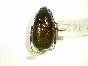  (Phyllophaga forsteri - MP982)  @12 [ ] Unspecified (default): All Rights Reserved  Unspecified Unspecified