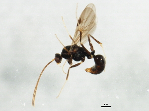  ( - 10BZMT-0142)  @13 [ ] CreativeCommons - Attribution (2010) CBG Photography Group Centre for Biodiversity Genomics