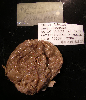  (Aplidium meridianum - A1APLB537)  @12 [ ] CreativeCommons - Attribution Non-Commercial Share-Alike (2011) A. Dettai Museum National Histoire Naturelle