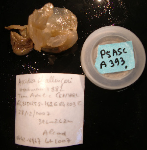  (Ascidia challengeri - P5ASCA393)  @11 [ ] CreativeCommons - Attribution Non-Commercial Share-Alike (2011) A. Dettai Museum National Histoire Naturelle