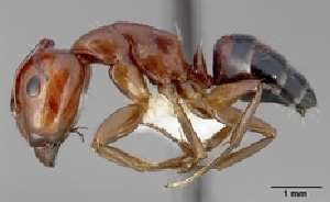  (Camponotus essigi - CASENT0505307)  @13 [ ] Unspecified (default): All Rights Reserved  Unspecified Unspecified