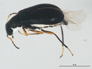  ( - BIOUG00828-B05)  @13 [ ] CreativeCommons - Attribution (2011) CBG Photography Group Centre for Biodiversity Genomics