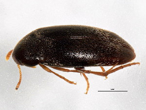  ( - BIOUG00818-H06)  @14 [ ] CreativeCommons - Attribution (2011) CBG Photography Group Centre for Biodiversity Genomics