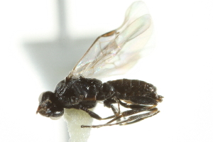  ( - CAM0756)  @12 [ ] CreativeCommons - Attribution (2010) CBG Photography Group Centre for Biodiversity Genomics