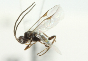  ( - 07PROBE-20358)  @12 [ ] CreativeCommons - Attribution (2010) CBG Photography Group Centre for Biodiversity Genomics