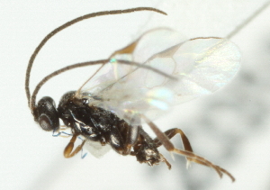  ( - 07PROBE-20359)  @12 [ ] CreativeCommons - Attribution (2010) CBG Photography Group Centre for Biodiversity Genomics