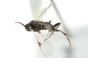 ( - 07PROBE-22422)  @12 [ ] CreativeCommons - Attribution (2010) CBG Photography Group Centre for Biodiversity Genomics