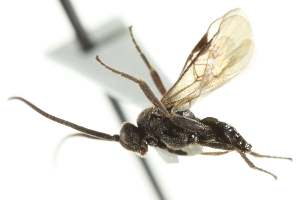  ( - 07PROBE-23407)  @13 [ ] CreativeCommons - Attribution (2010) CBG Photography Group Centre for Biodiversity Genomics
