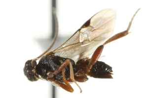  ( - 07PROBE-23410)  @12 [ ] CreativeCommons - Attribution (2010) CBG Photography Group Centre for Biodiversity Genomics