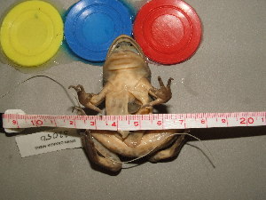  ( - RACAT-CMNAR 32050)  @11 [ ] Unspecified (default): All Rights Reserved  Unspecified Unspecified