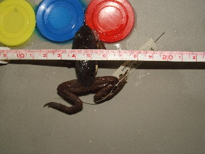  ( - RACAT-CMNAR 33030-03)  @11 [ ] Unspecified (default): All Rights Reserved  Unspecified Unspecified