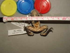  ( - RACAT-CMNAR 33070)  @11 [ ] Unspecified (default): All Rights Reserved  Unspecified Unspecified