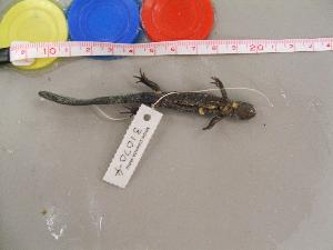  (Ambystoma laterale - AMLAT-CMNAR 31070-04)  @13 [ ] Unspecified (default): All Rights Reserved  Unspecified Unspecified