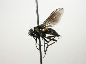  (Pseudodexia eques9688 - Haber 000272)  @14 [ ] Unspecified (default): All Rights Reserved  Unspecified Unspecified