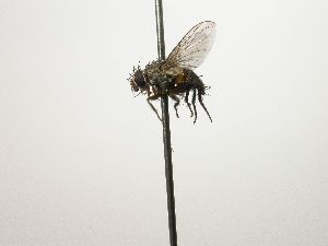  (Ceromya Malaise3726 - Haber 000316)  @12 [ ] Unspecified (default): All Rights Reserved  Unspecified Unspecified