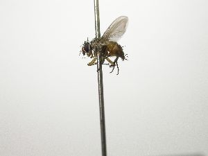  (Ceromya Janzen3727 - Haber 000317)  @12 [ ] Unspecified (default): All Rights Reserved  Unspecified Unspecified