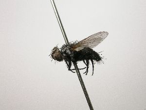  (Metaplagia svetlanakozikae - INB0003068695)  @14 [ ] Unspecified (default): All Rights Reserved  Unspecified Unspecified
