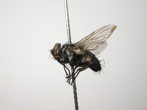  ( - INB0003552915)  @12 [ ] Unspecified (default): All Rights Reserved  Unspecified Unspecified