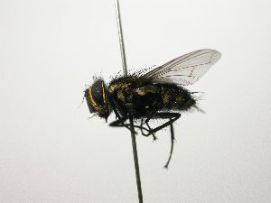  ( - Haber 000525)  @12 [ ] Unspecified (default): All Rights Reserved  Unspecified Unspecified