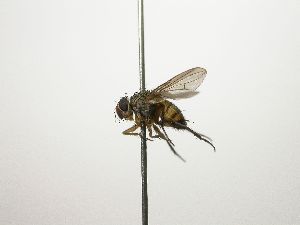  (Ceromya Janzen3730 - Haber 000588)  @14 [ ] Unspecified (default): All Rights Reserved  Unspecified Unspecified