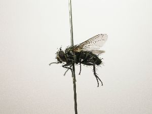  (Voria Janzen9378 - Haber 000663)  @13 [ ] Unspecified (default): All Rights Reserved  Unspecified Unspecified