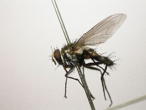  (Lixophaga CR 50 - INBIOCRI001712034)  @11 [ ] Unspecified (default): All Rights Reserved  Unspecified Unspecified