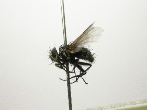  ( - INBIOCRI002504035)  @11 [ ] Unspecified (default): All Rights Reserved  Unspecified Unspecified